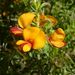 Pultenaea procumbens - Photo (c) Harvey Perkins,  זכויות יוצרים חלקיות (CC BY-NC), הועלה על ידי Harvey Perkins