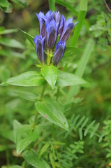 Gentiana dschungarica
