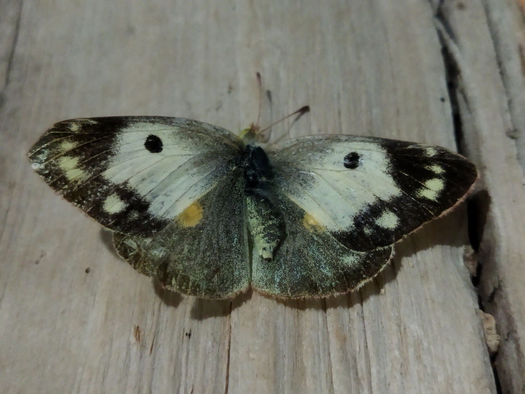 Clouded yellow (Colias crocea)