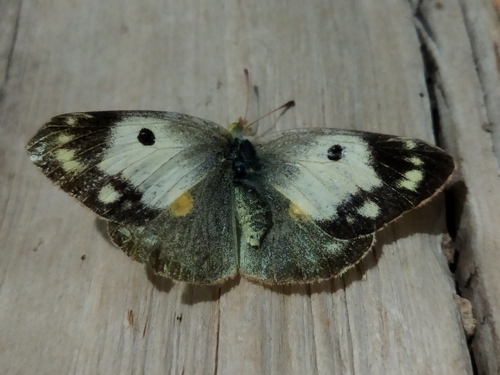 Clouded Yellow photo 2