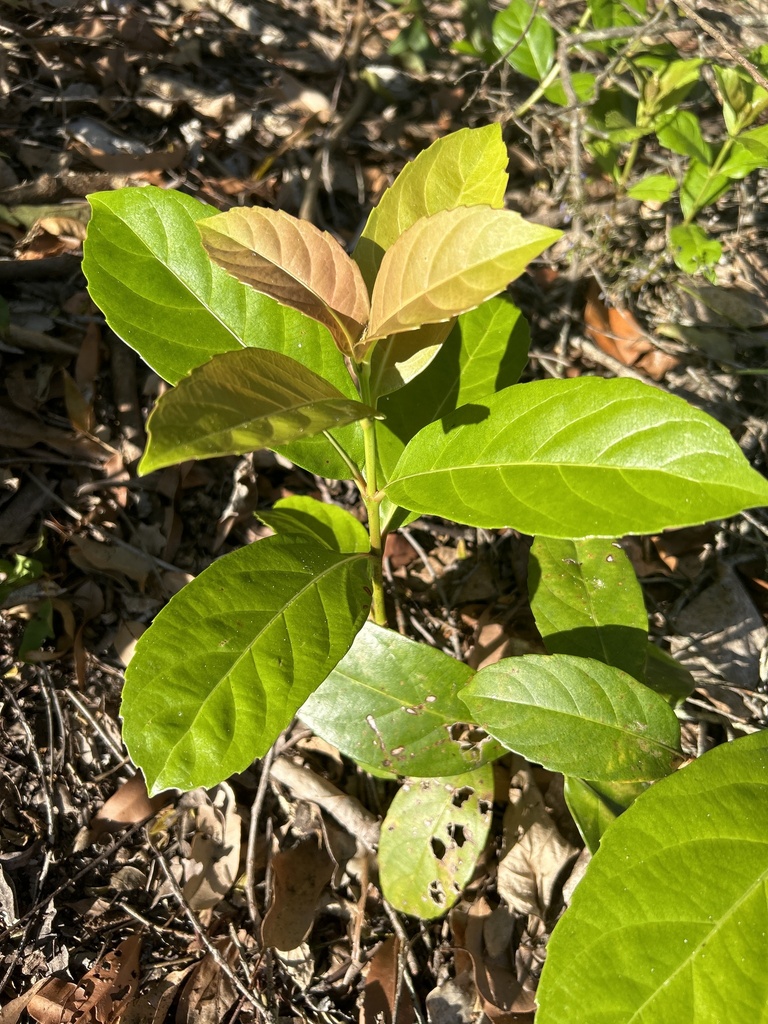 viburnums from Tanawha Valley Golf & Tennis, Tanawha, QLD, AU on