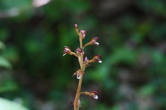 Corallorhiza maculata maculata