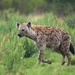 Spotted Hyena - Photo (c) Pascal Bacuez, some rights reserved (CC BY-NC), uploaded by Pascal Bacuez
