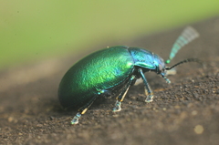Oreina sulcata