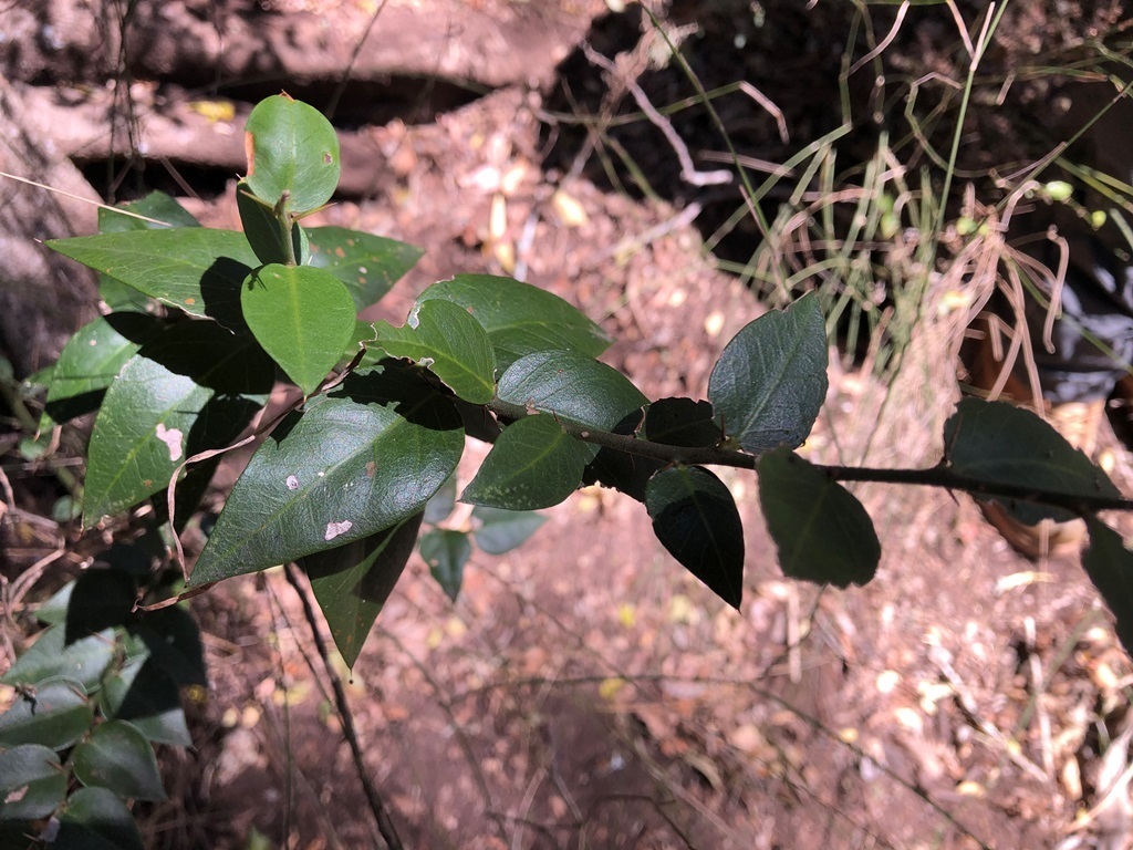 Brush Caper Berry from Fordsdale QLD 4343, Australia on October 1, 2023