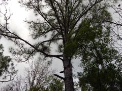 Pinus elliottii var. densa image
