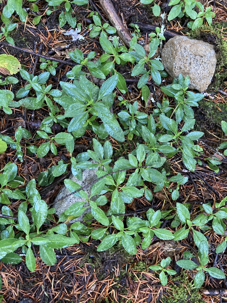 Erianthera from Mt. Hood Park Division Recreation Area, Government Camp