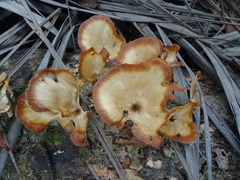 Lentinus squarrosulus