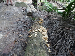 Lentinus squarrosulus