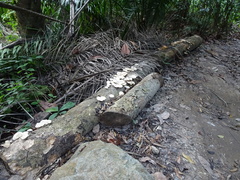 Lentinus squarrosulus