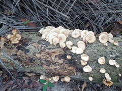 Lentinus squarrosulus