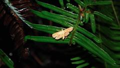 Cymoriza