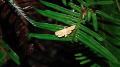 Cymoriza