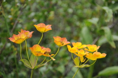 Bupleurum aureum