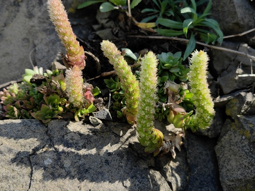 Orostachys furusei