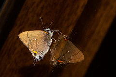 Electrostrymon angelia boyeri