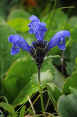 Dracocephalum grandiflorum