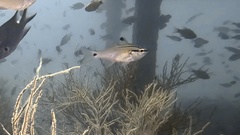 Black-Tipped Cardinal-Fish photo 2