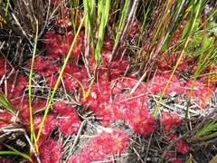 Drosera admirabilis
