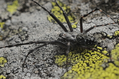 Aculepeira carbonarioides