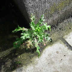 Senecio vulgaris
