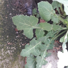 Sonchus oleraceus