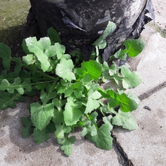 Sonchus oleraceus