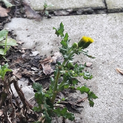 Senecio vulgaris
