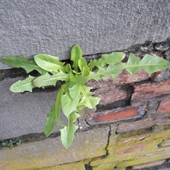 Taraxacum officinale