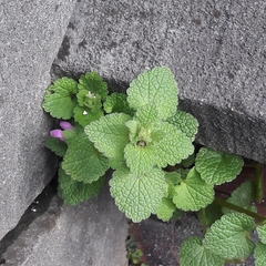 Lamium purpureum