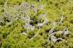 Thamnolia vermicularis vermicularis