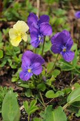 Viola altaica