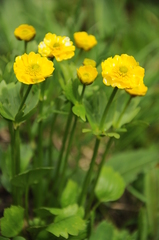 Ranunculus altaicus