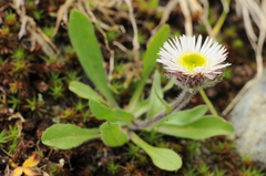 Erigeron eriocalyx