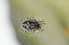 Aculepeira carbonarioides