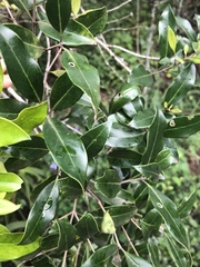 Olea woodiana woodiana