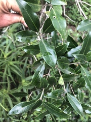 Olea woodiana woodiana