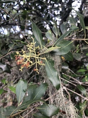 Olea woodiana woodiana