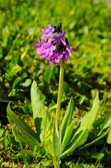 Primula nivalis