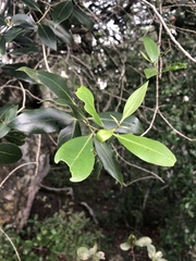 Olea woodiana woodiana