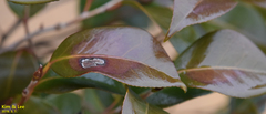 Camellia japonica