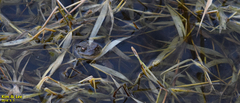 Bufo sachalinensis