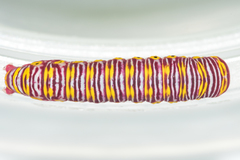 Eutelia catephioides