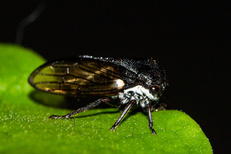 Callicentrus