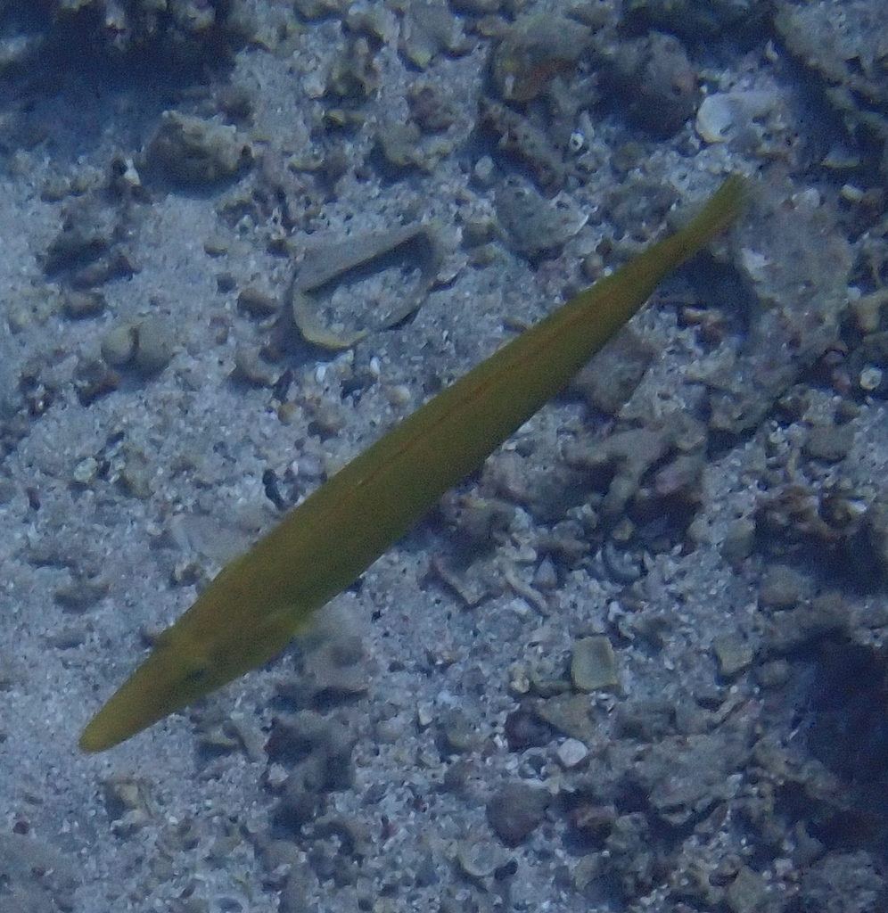 Cigar wrasse