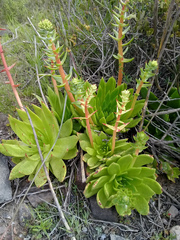 Dudleya ingens