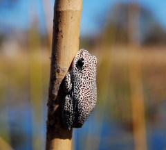 Hyperolius parallelus