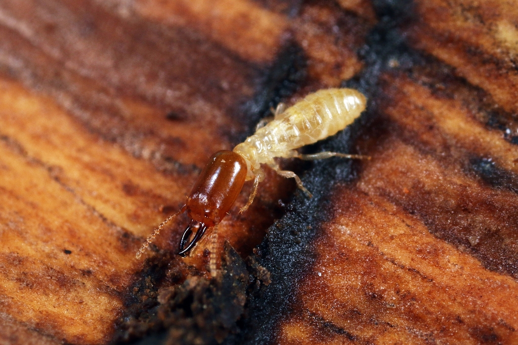 Microcerotermes crassus