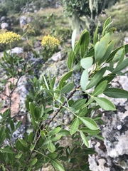 Heteromorpha arborescens frutescens