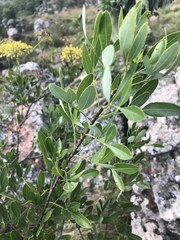 Heteromorpha arborescens frutescens